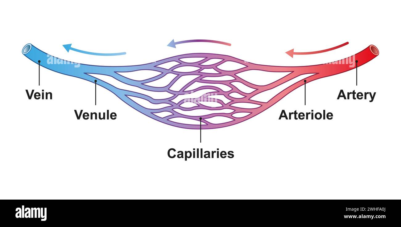 Blood vessel structure, illustration Stock Photo Biology Diagrams