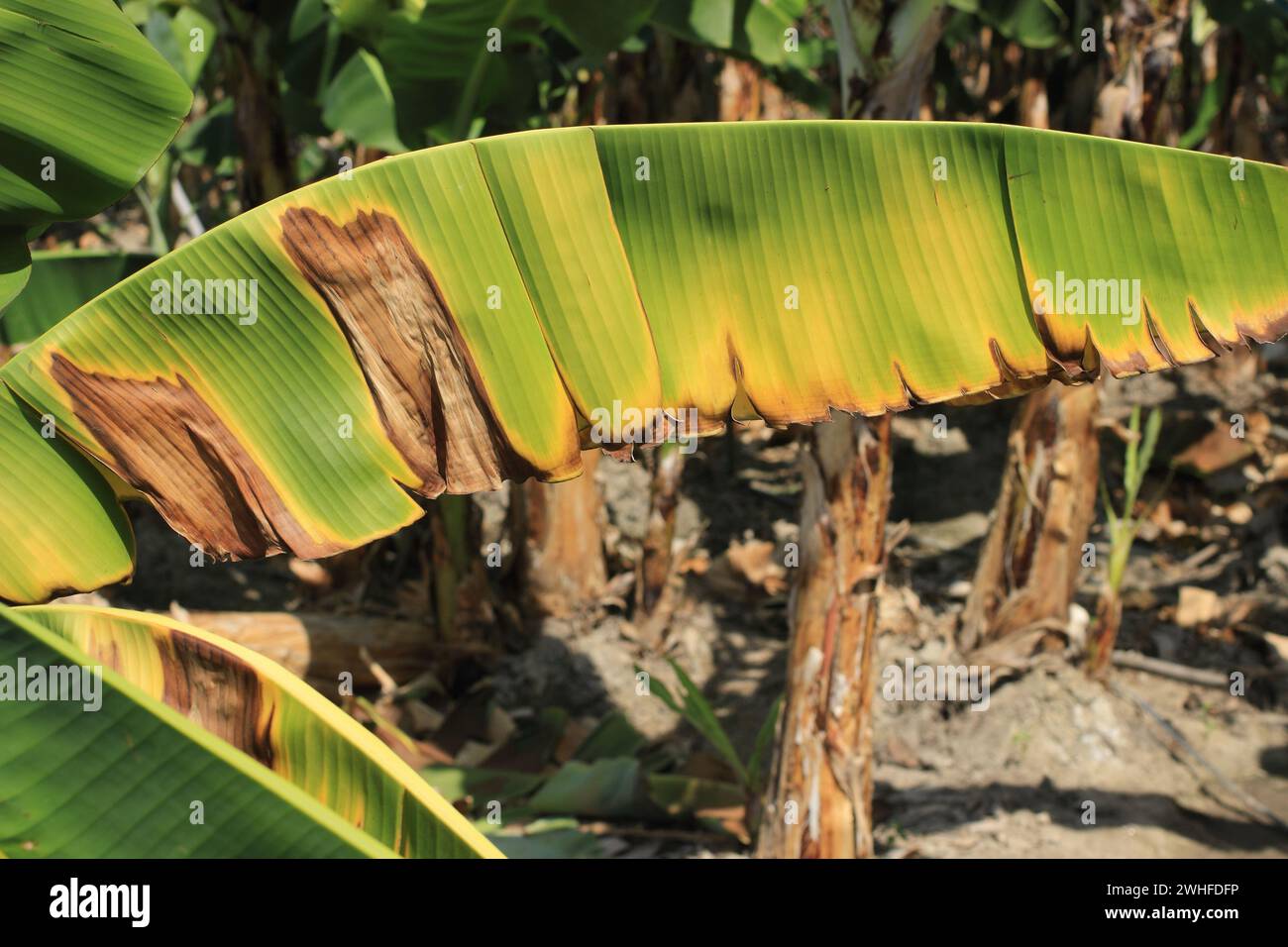 Selective focus of a banana plant affected by deadly Fusarium wilt disease Tropical Race 4 fungus  Stock Photo