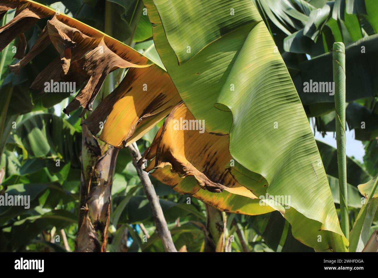 banana plant heavily affected by deadly Fusarium wilt disease Tropical Race 4 fungus Stock Photo