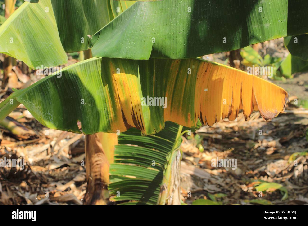 banana plant affected by deadly Fusarium wilt disease Tropical Race 4 fungus Stock Photo