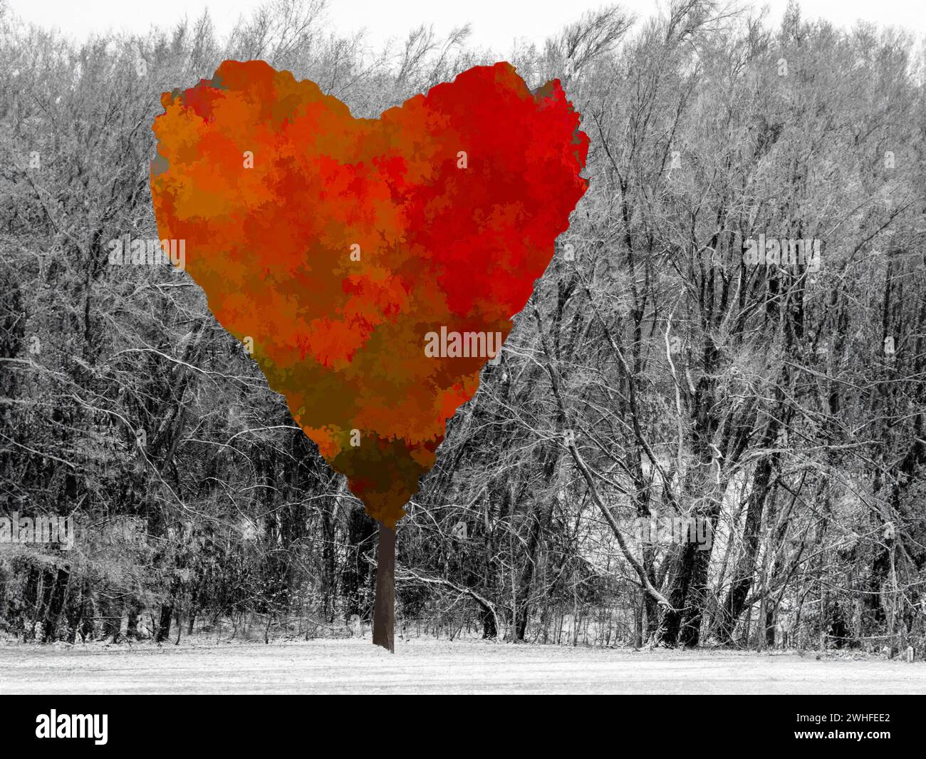 Red heart shaped tree in front of stand of trees in snow, concept love ...