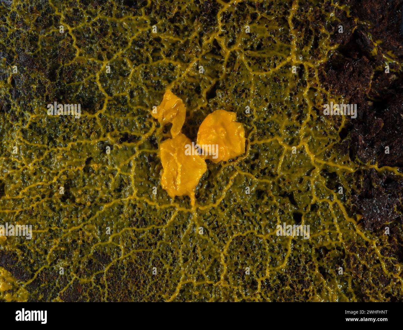 the orange-colored plasmodium of a slime mold (Badhamia utricularis) speading out from rolled oats it is feeding on Stock Photo