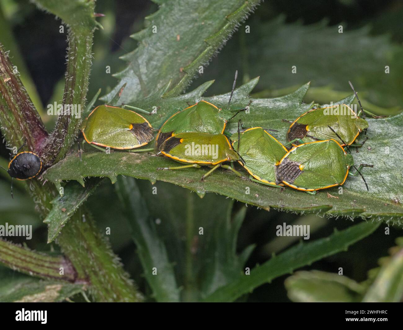 A group of adult stink bugs (Chlorochroa ligata), and one nymph, clustered together on a plant Stock Photo