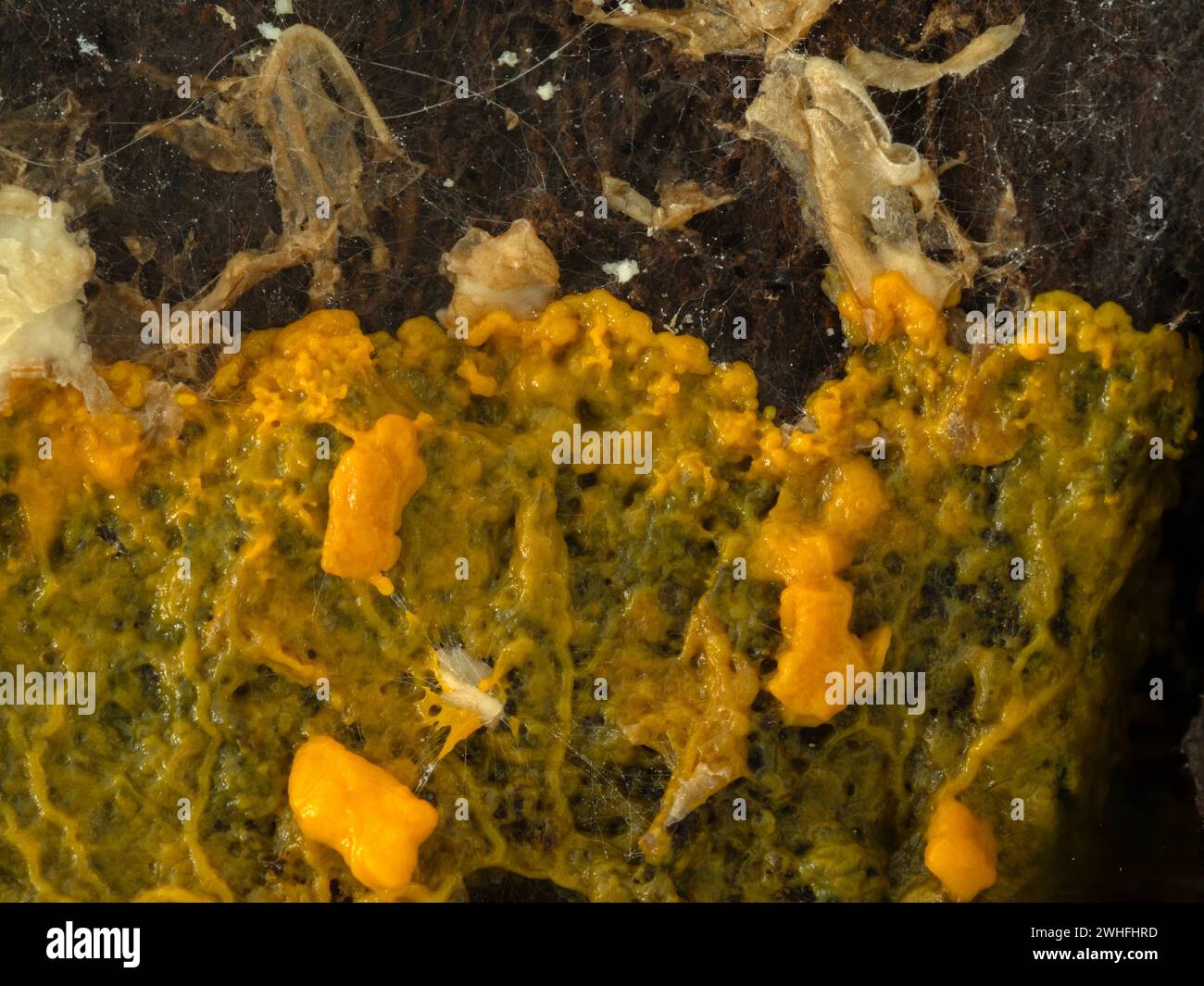 the orange-colored plasmodium of a slime mold (Badhamia utricularis) slowly speading over and feeding on rolled oats Stock Photo