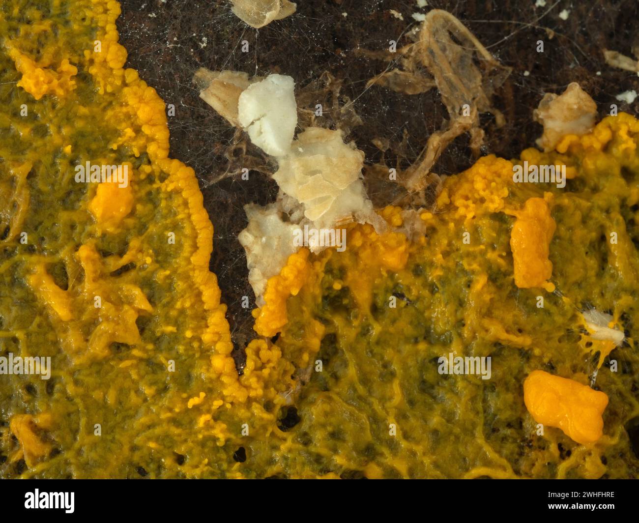 orange-colored slime mold (Badhamia utricularis) plasmodium of a slowly engulfing rolled oats Stock Photo