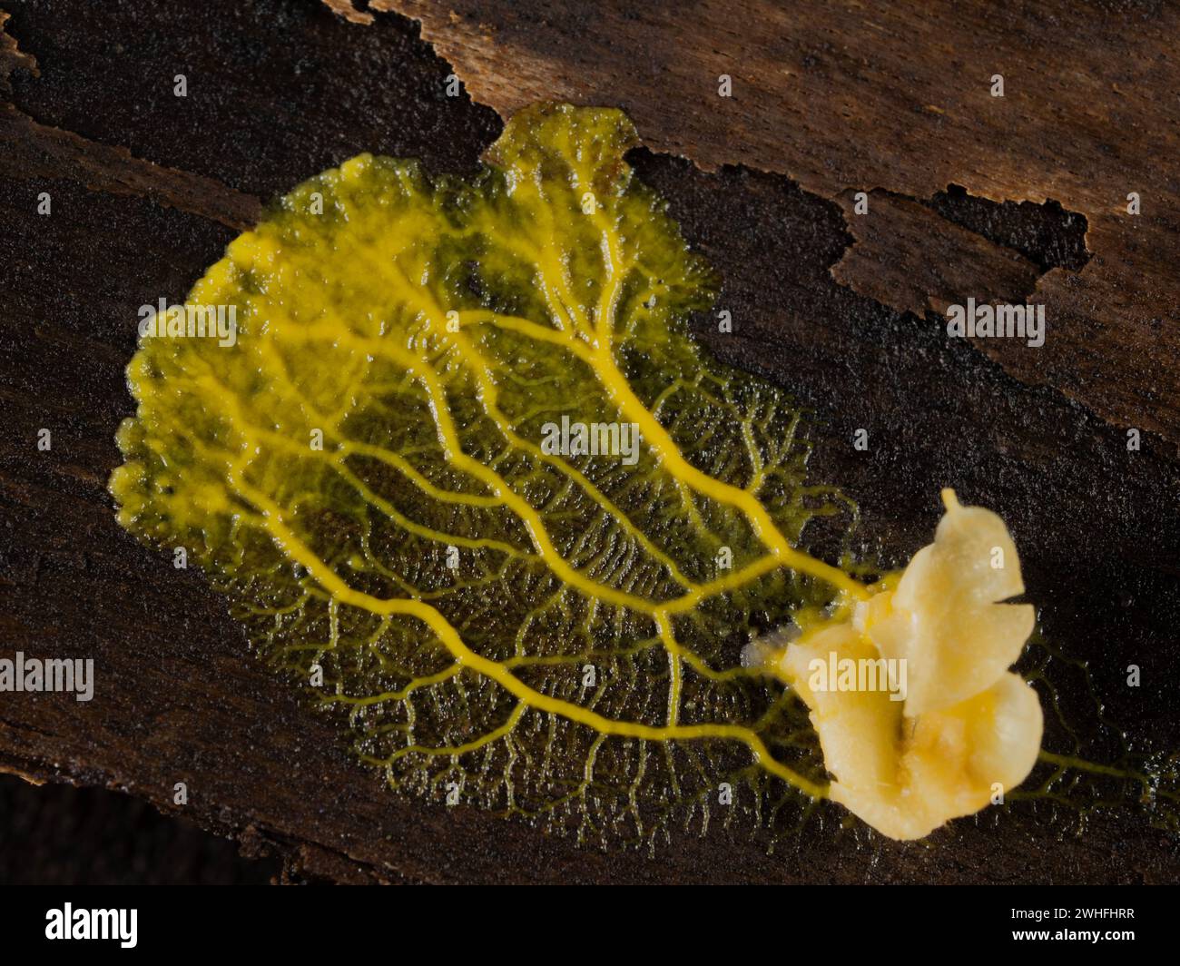 yellow plasmodium of a slime mold (Badhamia utricularis) speading away from rolled oats it had been feeding on Stock Photo