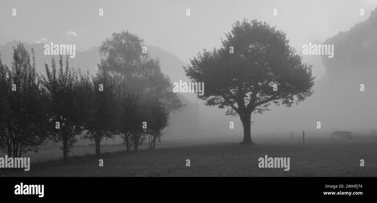 Trees on a fogy autumn morning. Stock Photo