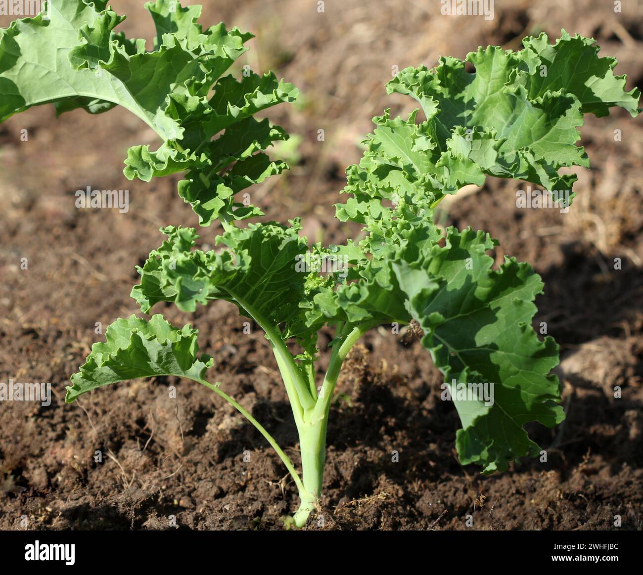 Young kale growing in the vegetable garden Stock Photo