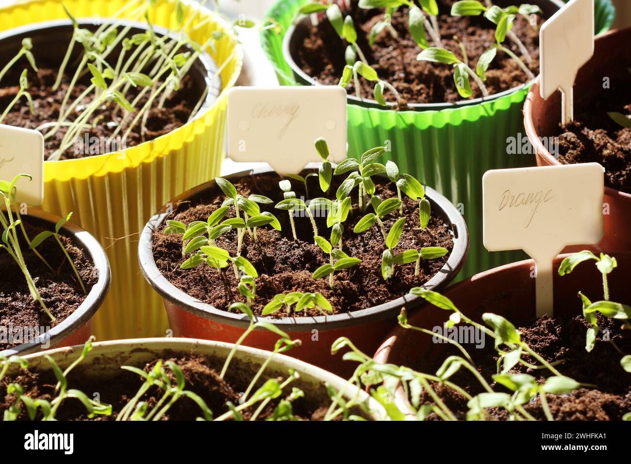 Young tomato seedlings with plastic tags in pots Stock Photo