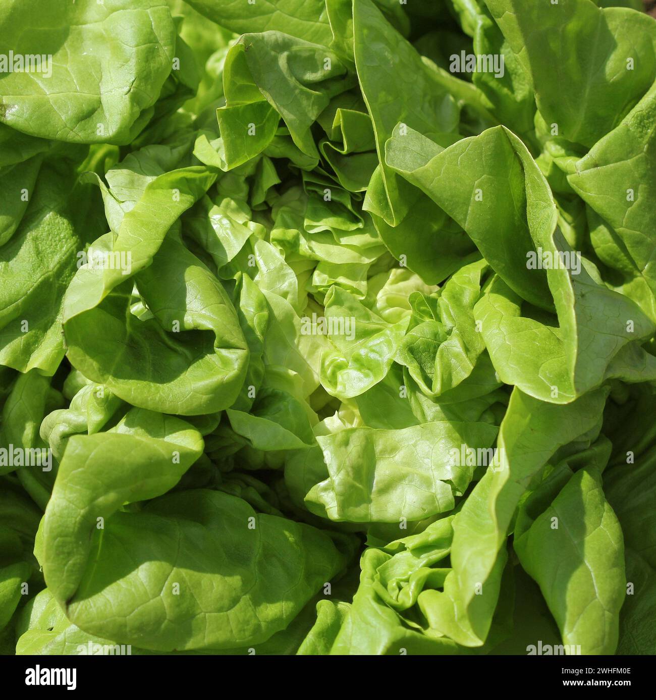 Fresh lettuce in early spring garden , selective focus. Healthy eating concept Stock Photo