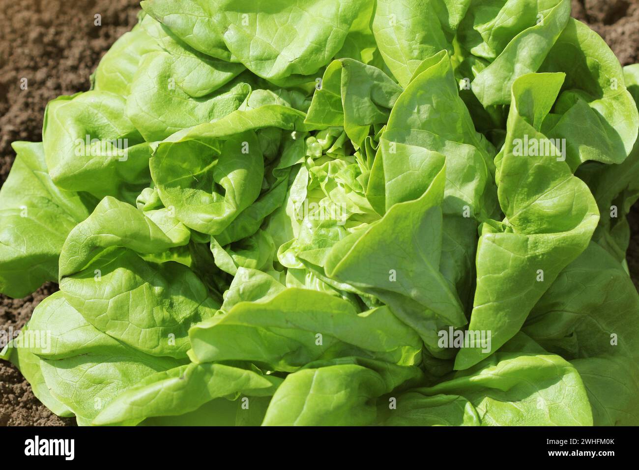 Fresh lettuce in early spring garden , selective focus. Healthy eating concept Stock Photo