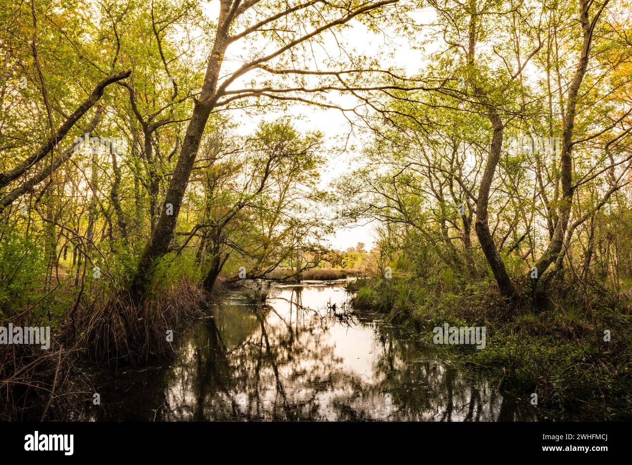 Beautiful small pond lagoon hi-res stock photography and images - Alamy
