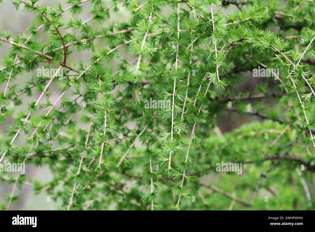 Branches of a young larch tree with its newly growing needles in springtime Stock Photo