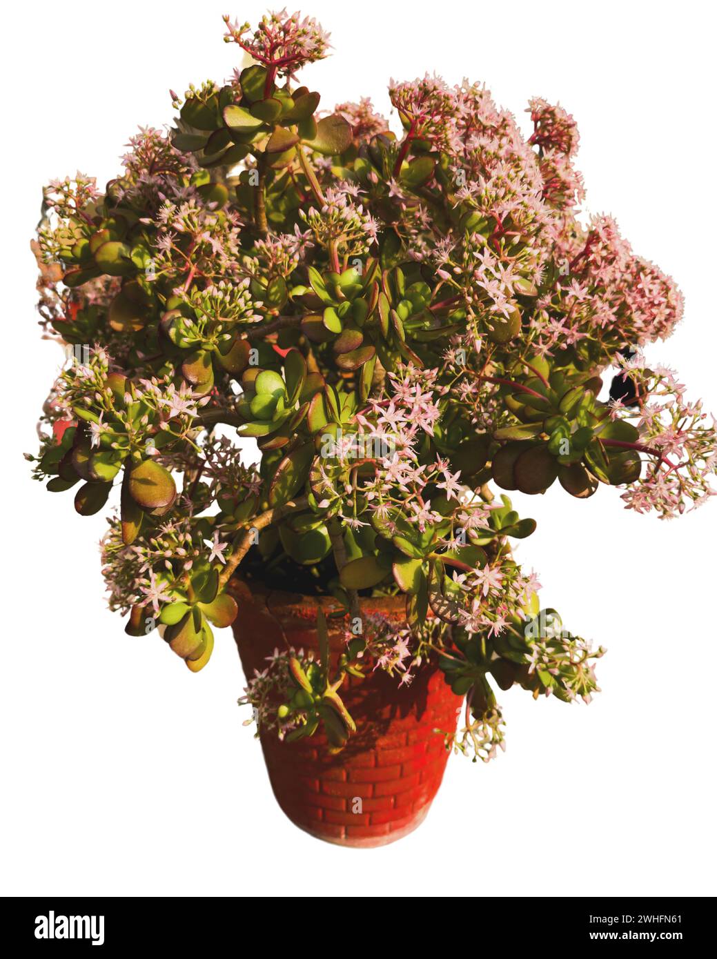 Beautiful crassula ovata plant with thick branches full of flower Stock Photo