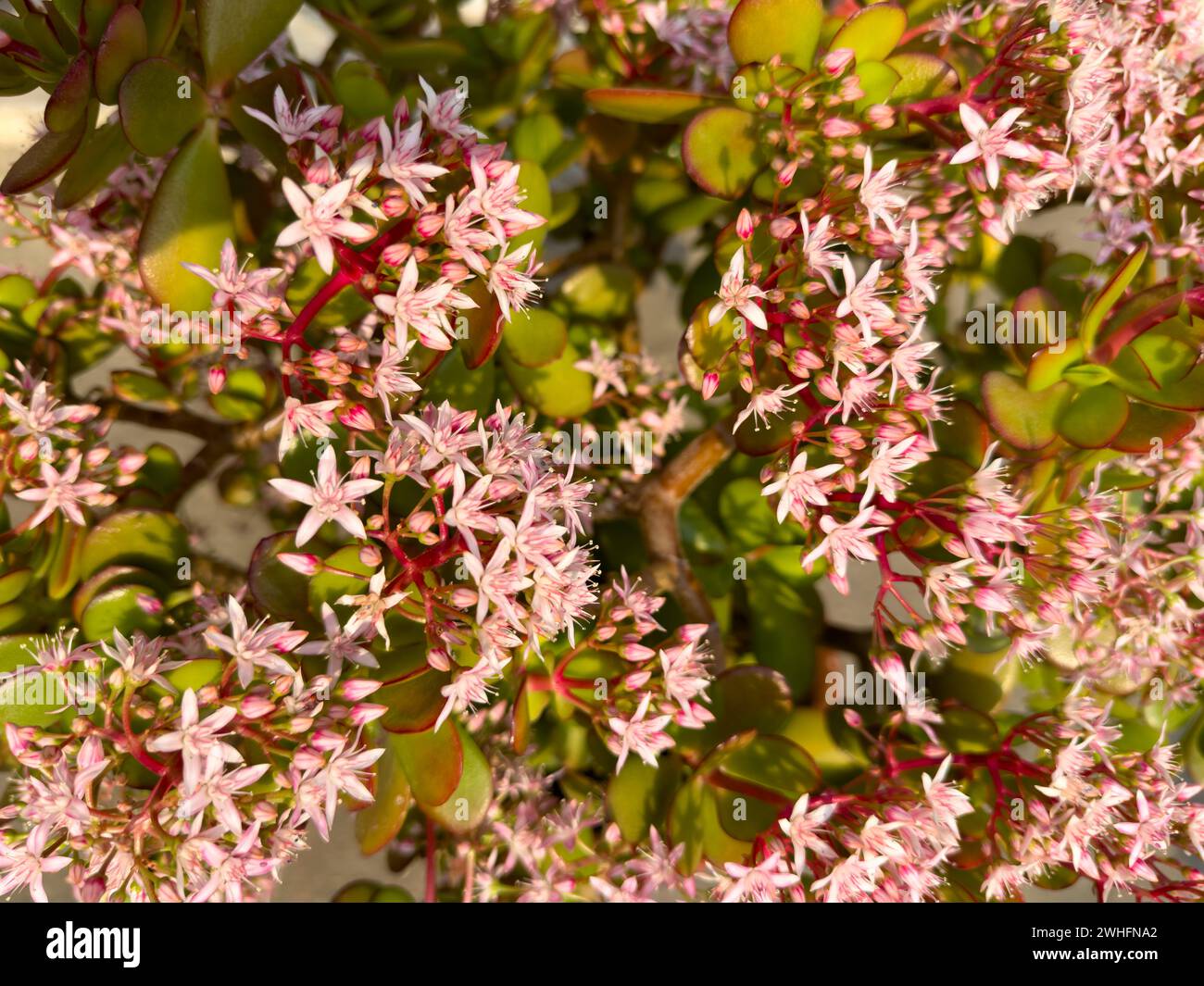 Flowering bush of Crassula ovata jade plant closeup Stock Photo