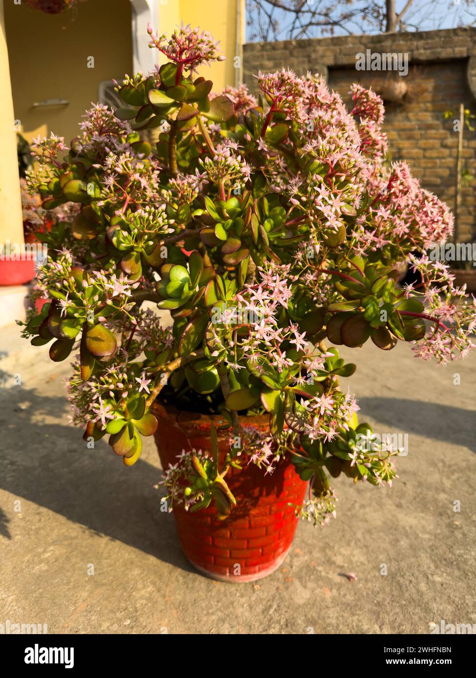 Crassula ovata lucky plant full of flowers Stock Photo