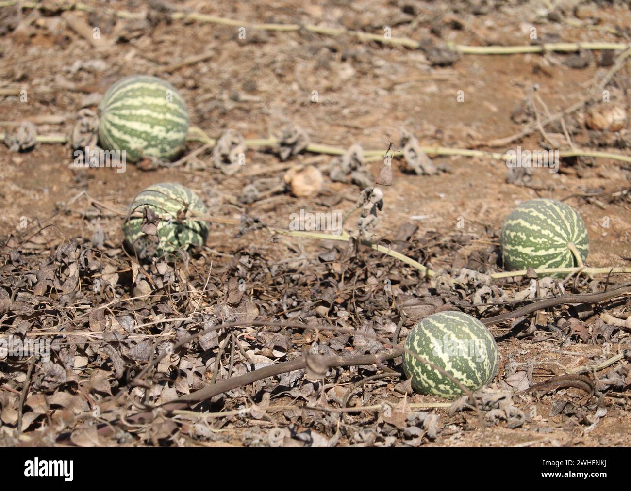 fruits of bitter apple / Colocynth  (Citrullus colocynthis) Stock Photo