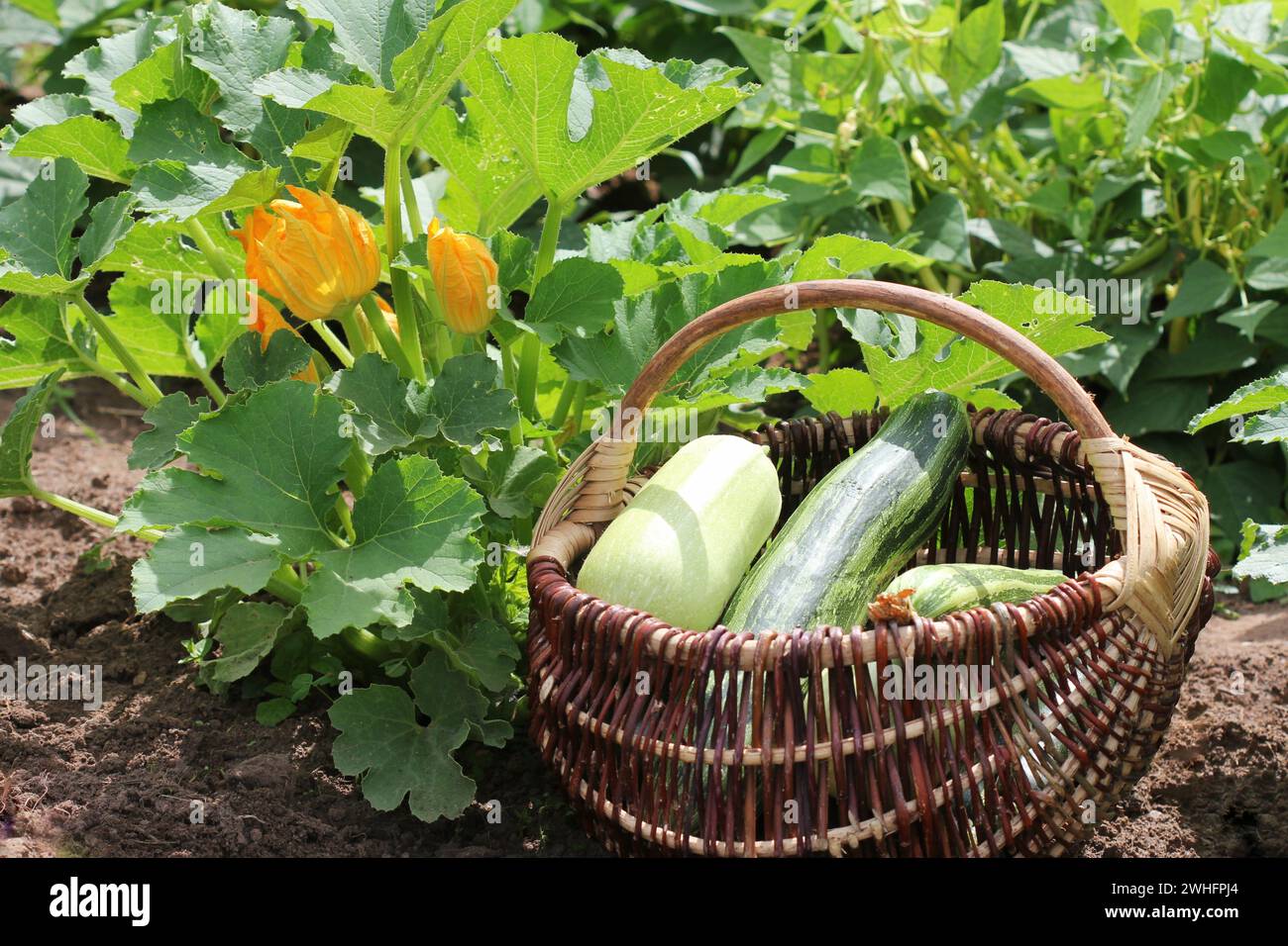 Zucchini plants in blossom on the garden bed. Full basket of fresf squash Stock Photo