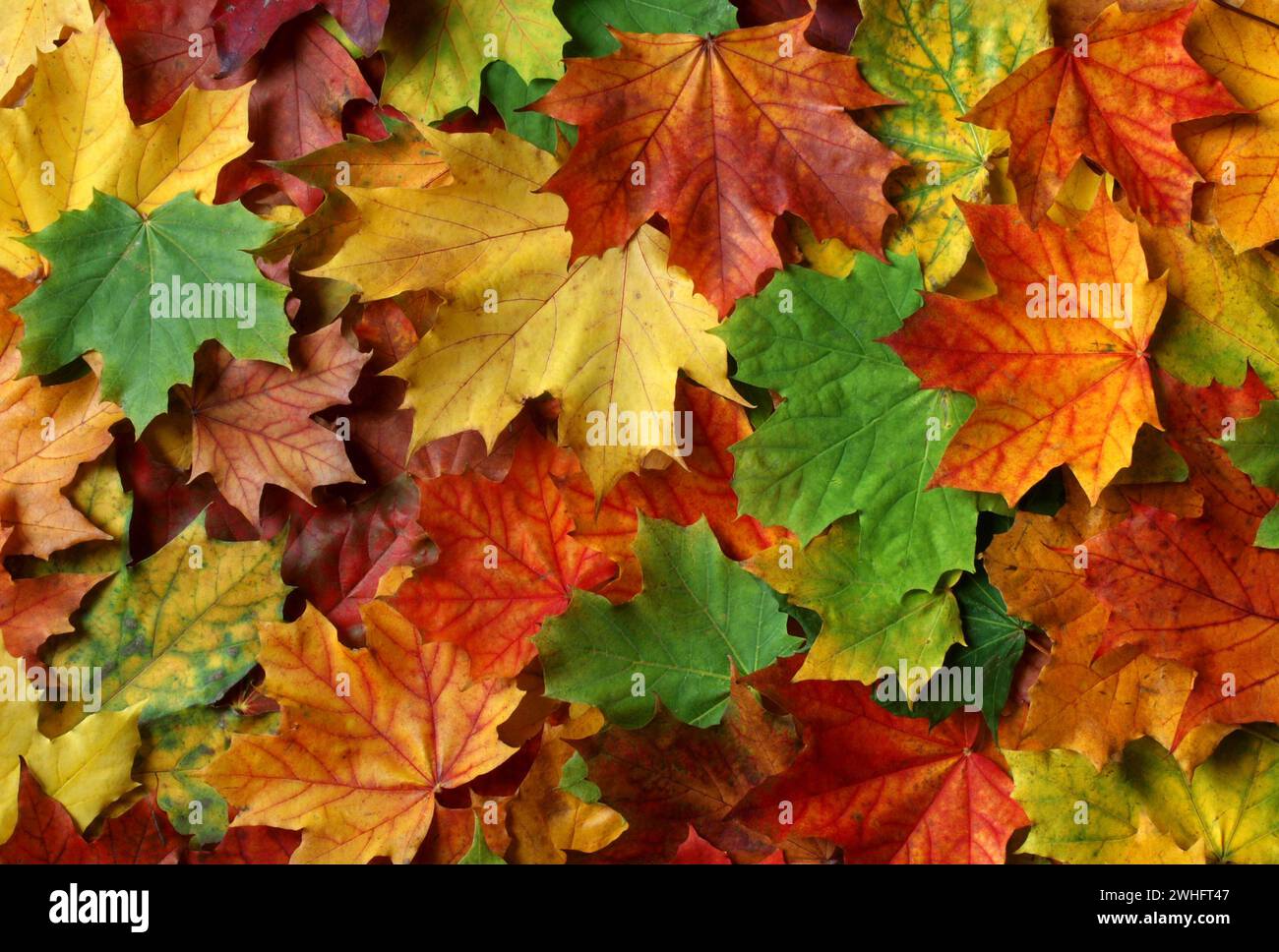 Colorful autumn leaves from the maple tree Stock Photo - Alamy