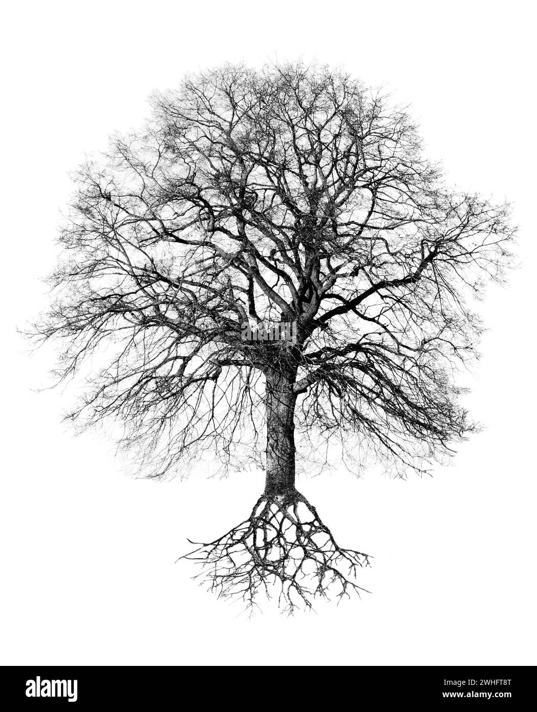 Illustration of a tree based on a photo Stock Photo