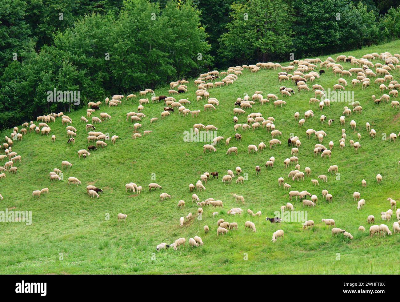 Large flock of sheep on lush green pasture Stock Photo - Alamy