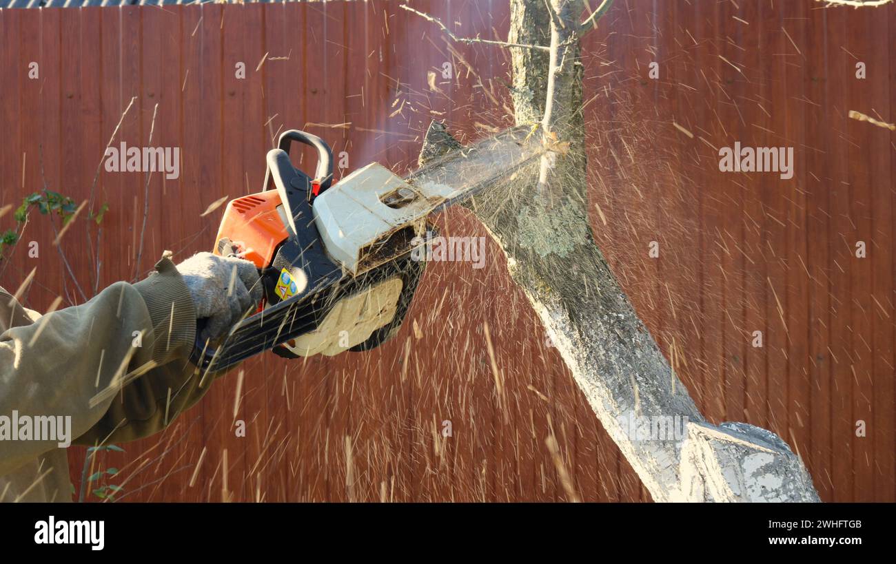 Cutting down tree hi-res stock photography and images - Alamy