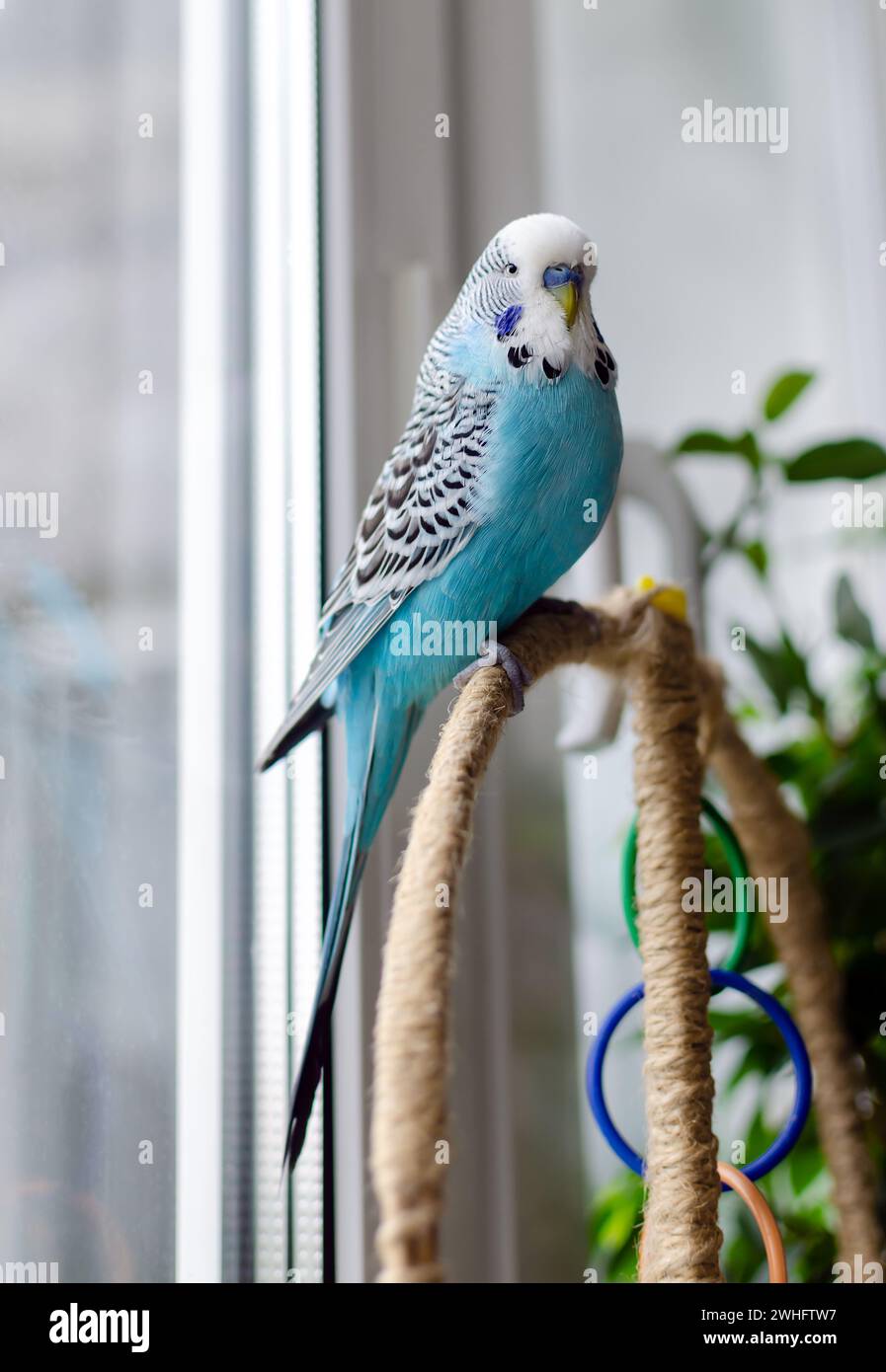 Budgerigar, small talking male of blue color, cute playful pet Stock Photo