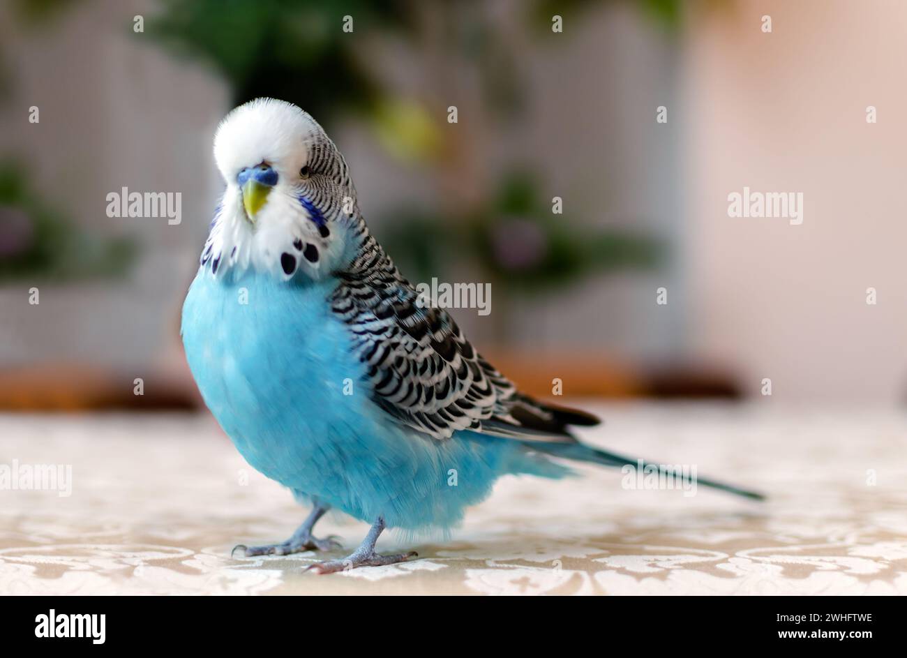 Budgerigar, small talking male of blue color, cute playful pet Stock Photo