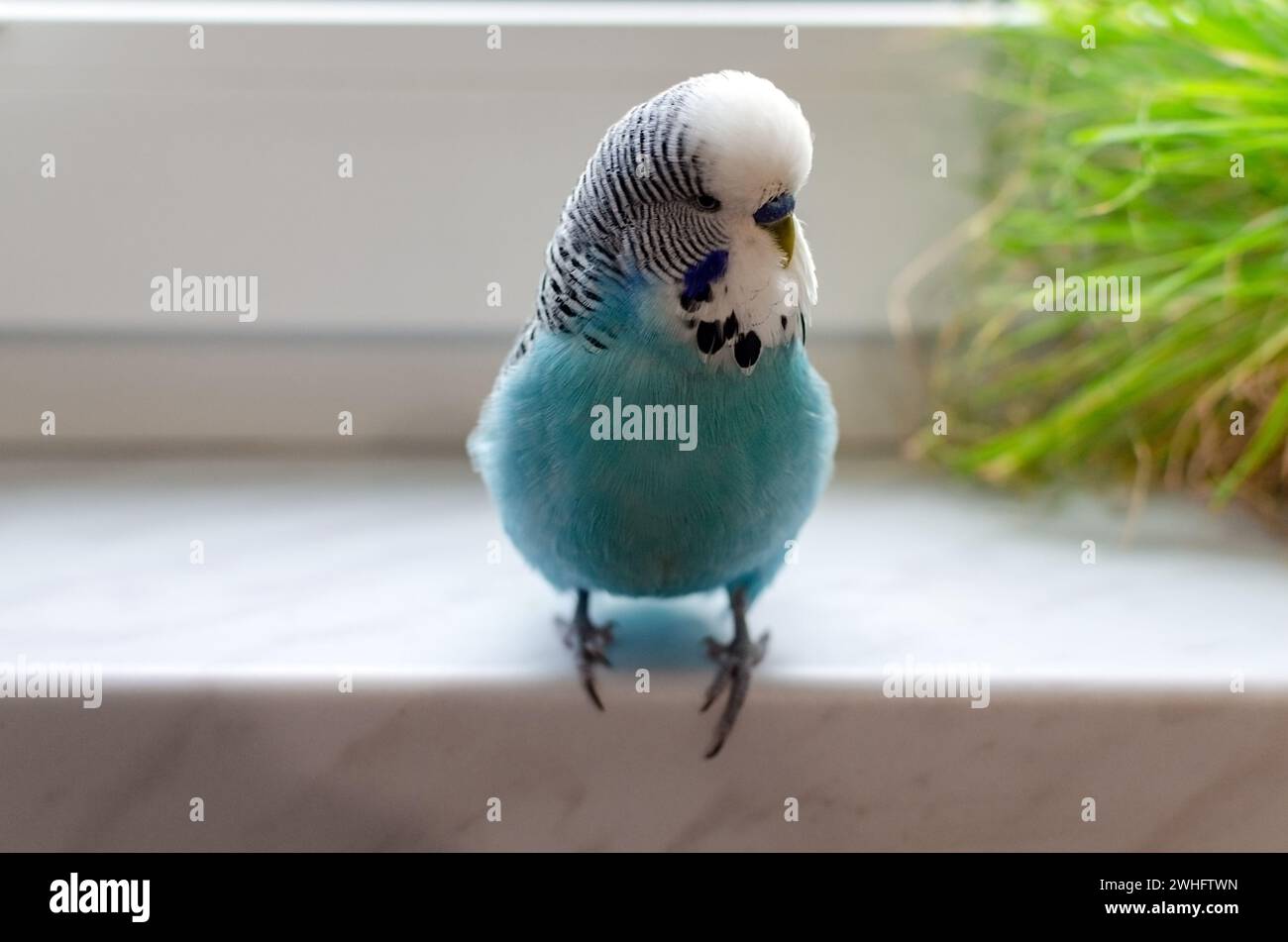 Budgerigar, small talking male of blue color, cute playful pet Stock Photo