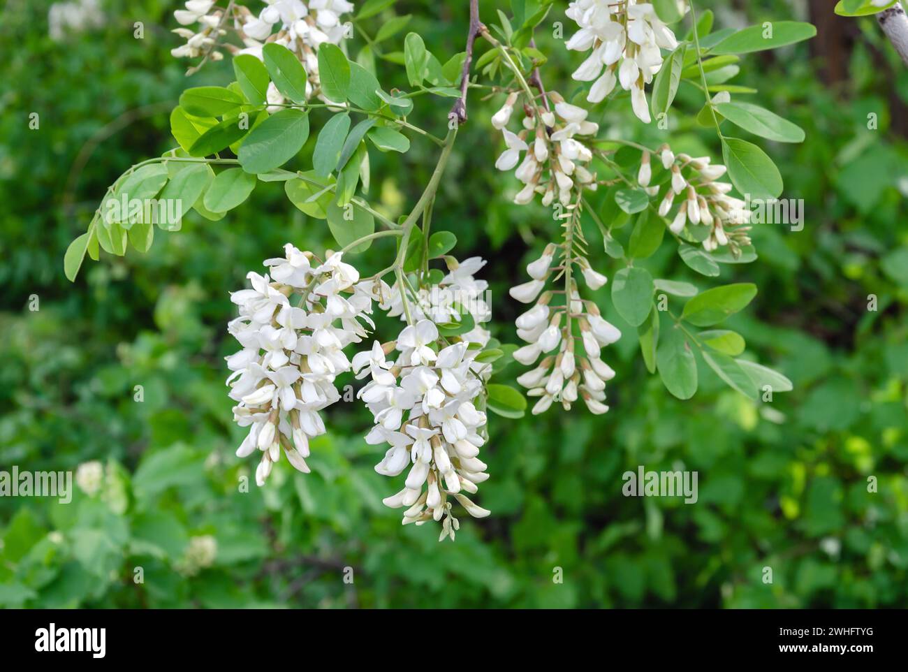 Flowering acacia tree white warm spring day, beautiful background Stock Photo