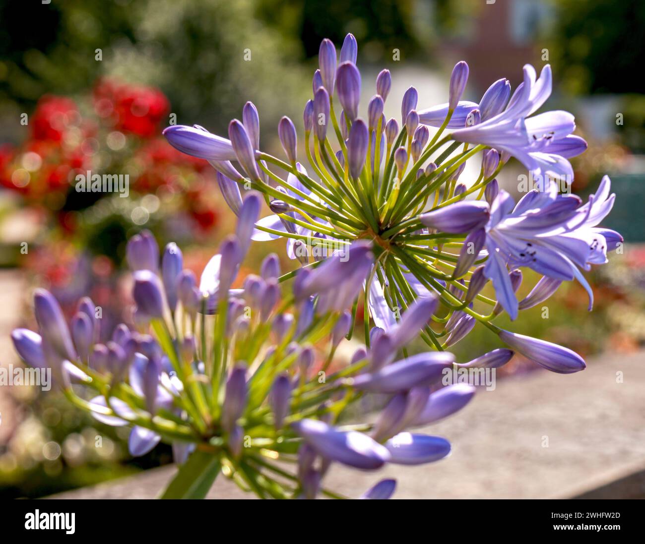 Agapanthus praecox - jewelry lily, blue ornamental lily, close-up, July Stock Photo
