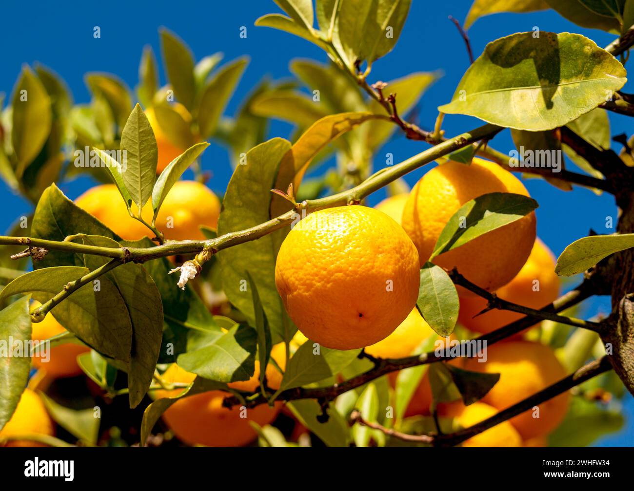 Ripening fruits on the lemon tree (Citrus limon) Stock Photo