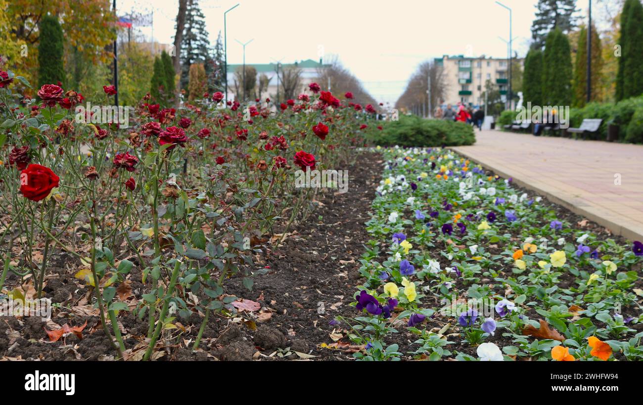 Beautiful flower bed in a public city park with red roses and multi -colored pansies with defocated walking people in the background Stock Photo
