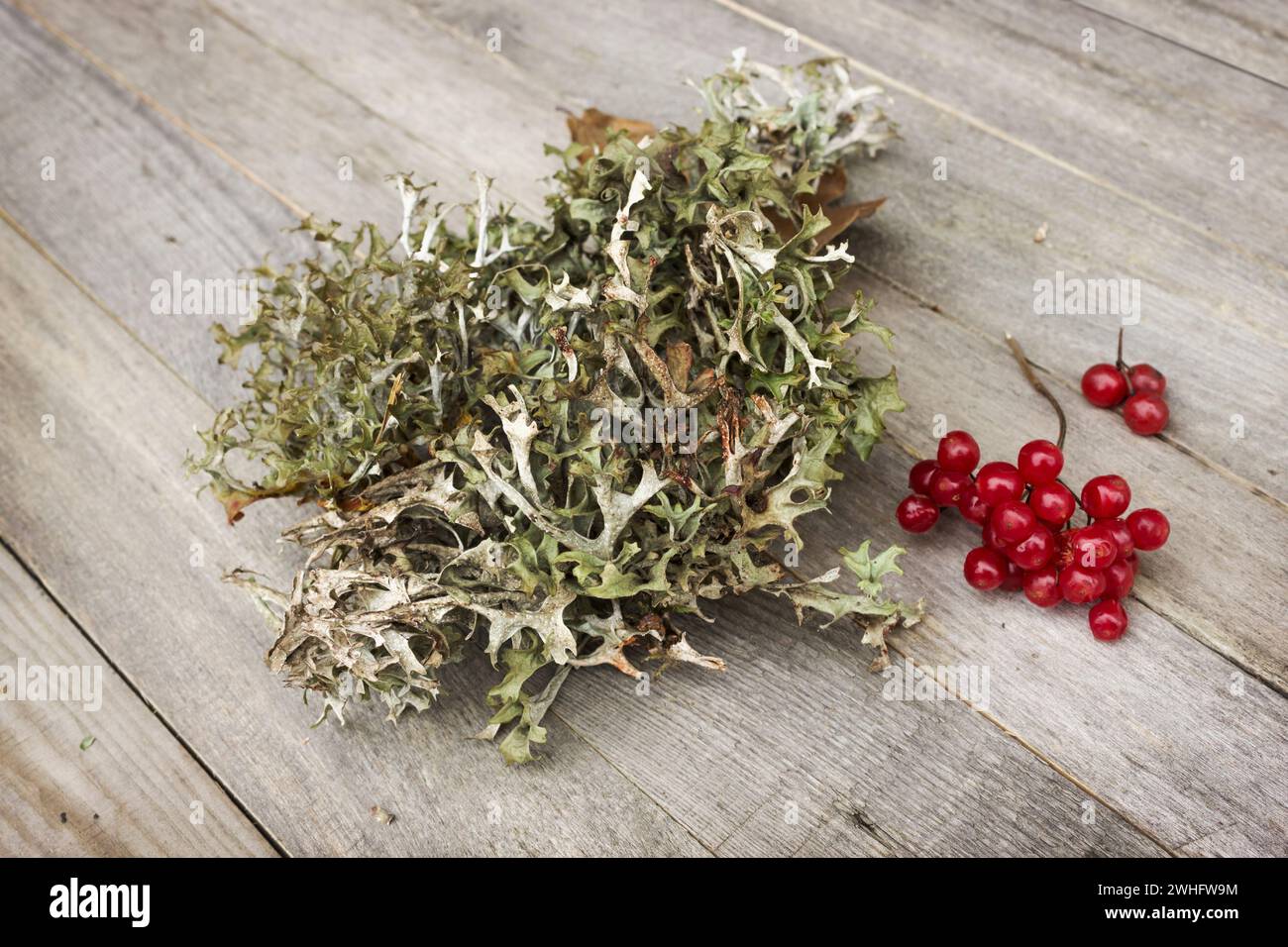 Plant Icelandic moss (Cetraria islandica) and guelder-rose berries Stock Photo