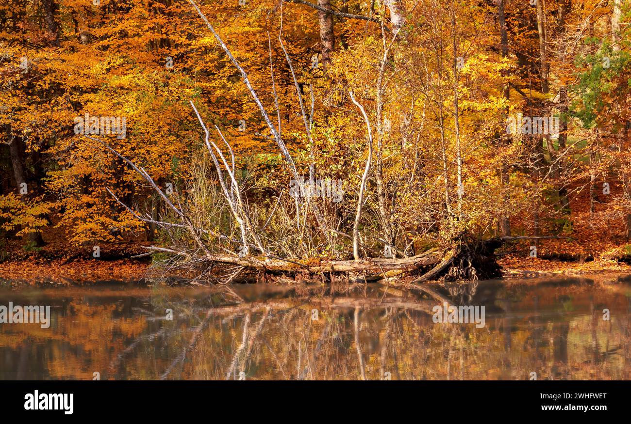 Autumn picture, reflection on the lake Stock Photo - Alamy