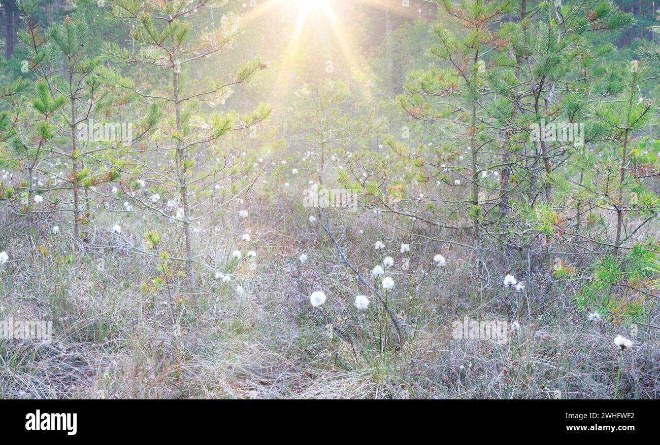 Swamp grass in hi-res stock photography and images - Alamy