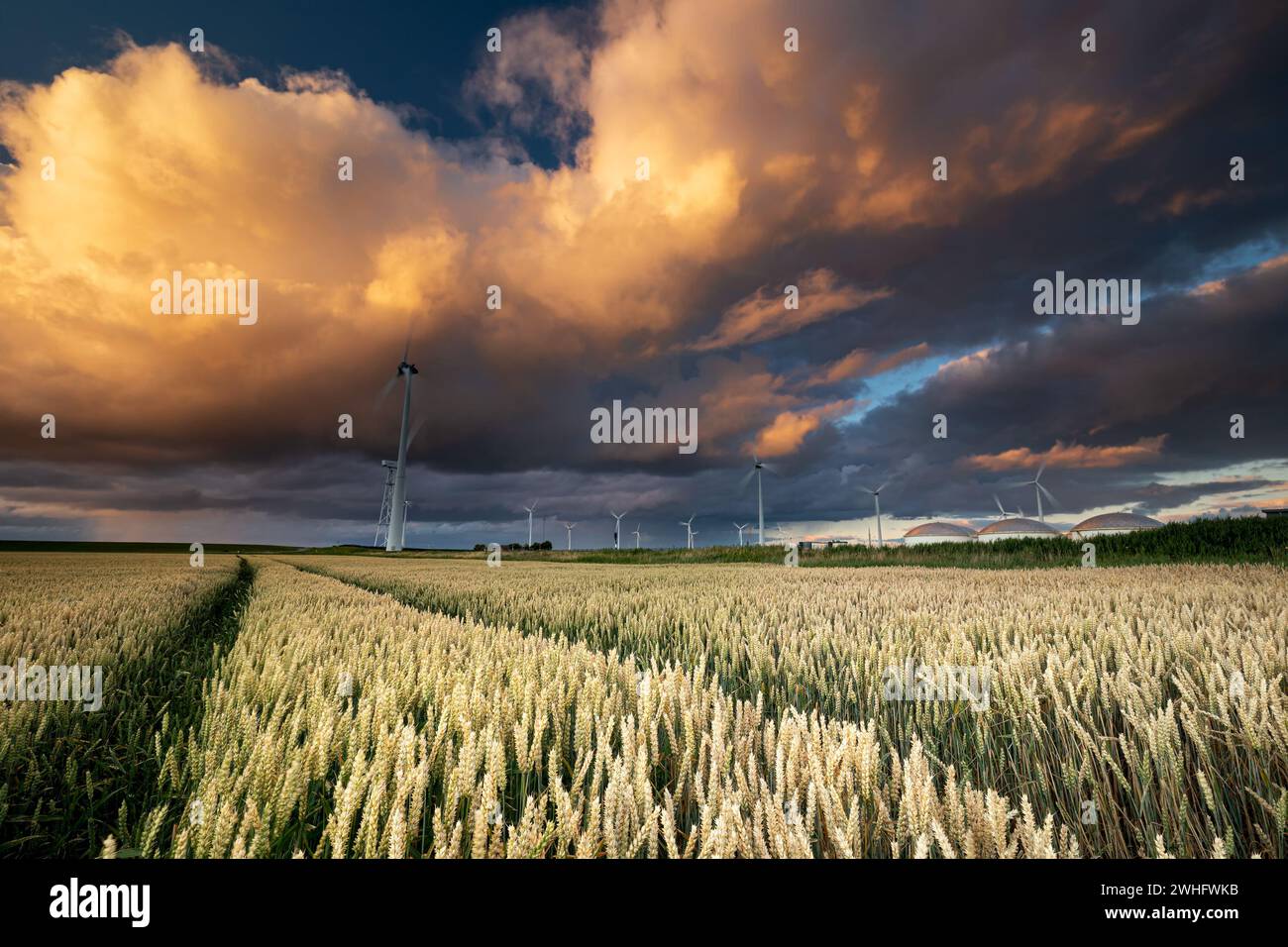 Dramatic shower cloud at sunset over wheat field Stock Photo