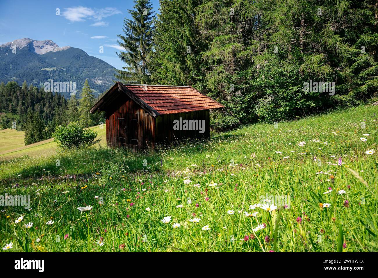 Top view beautiful wildflowers hi-res stock photography and images - Alamy