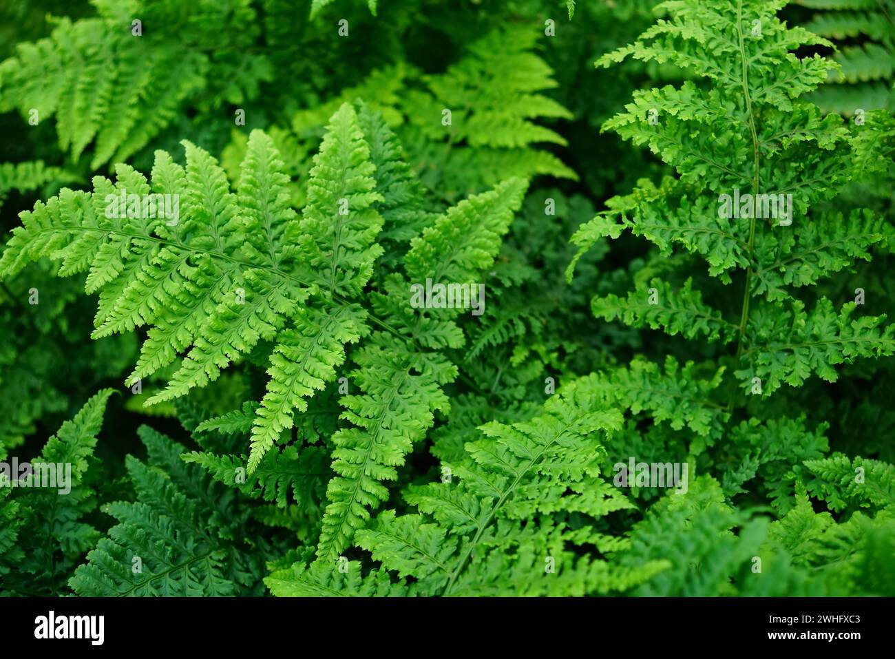 Natural closeup on beautiful fresh green Dryopteris ferns foliage background Stock Photo