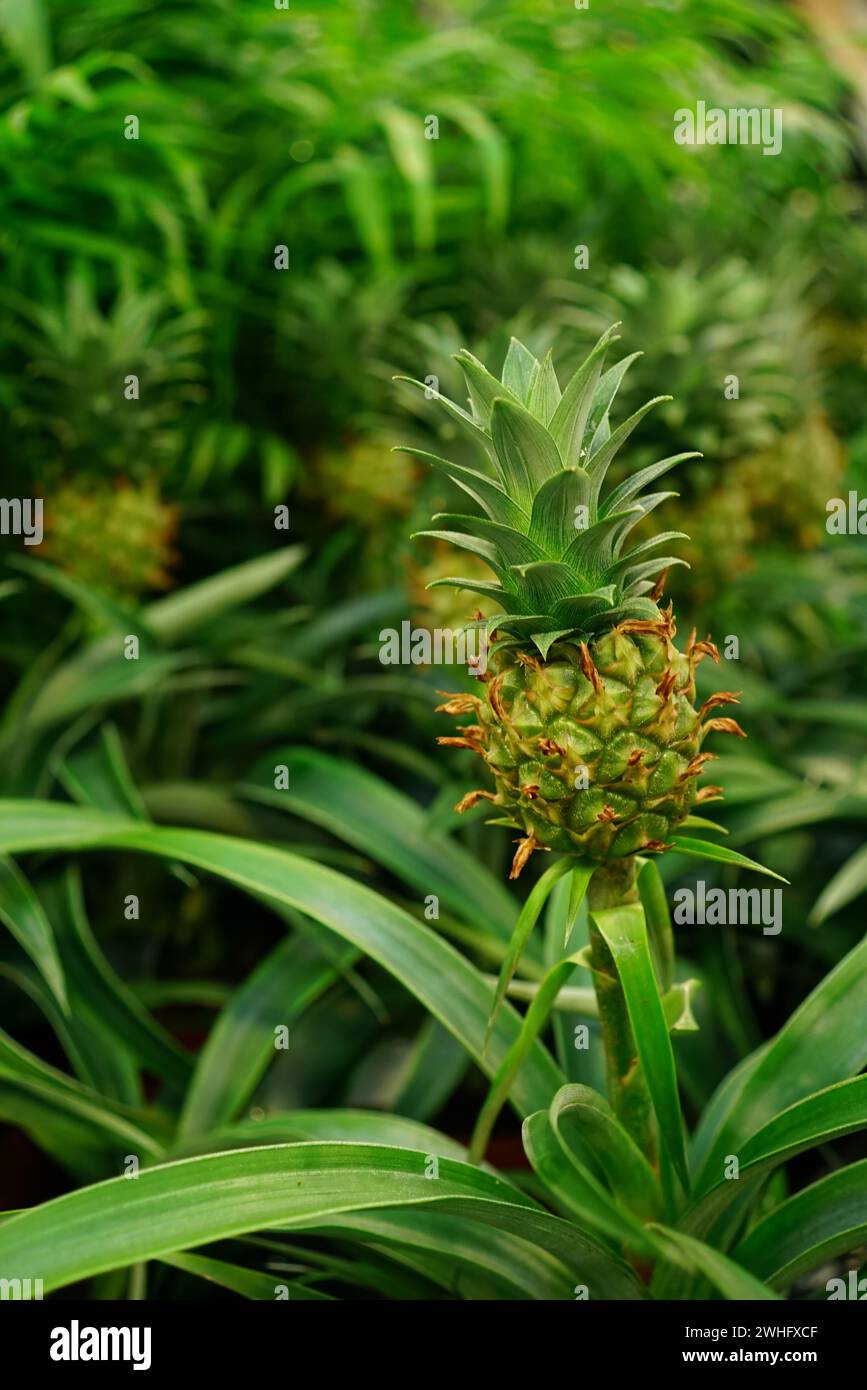 Natural vertical closeup on a tiny Pineapple fruit body , growing in between fresh green foliage Stock Photo