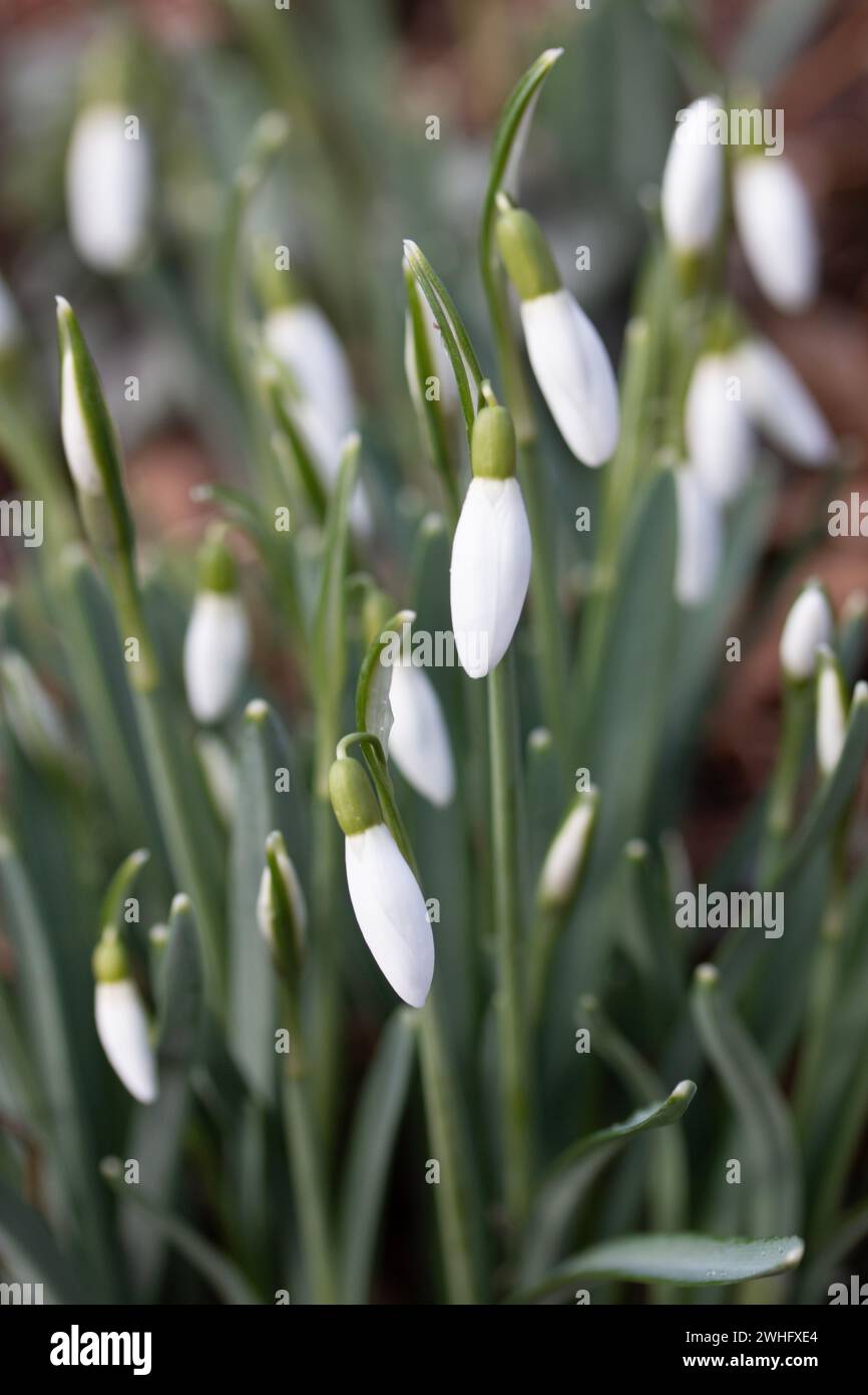 A drift of early flowering Snowdrops (Galanthus) Stock Photo