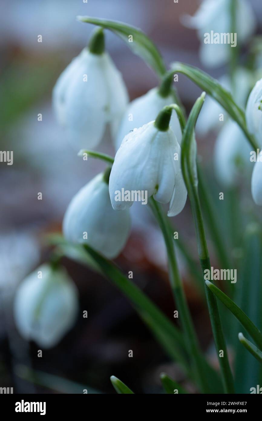Portrait of Snowdrops in the wild Stock Photo