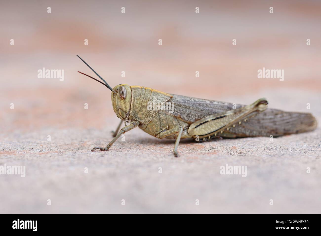 Gard pest hi-res stock photography and images - Alamy