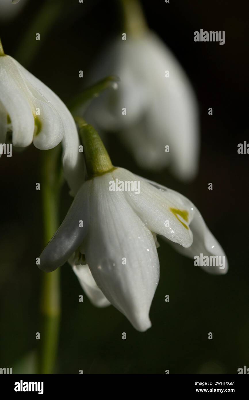 Portrait of Snowdrops in the wild Stock Photo