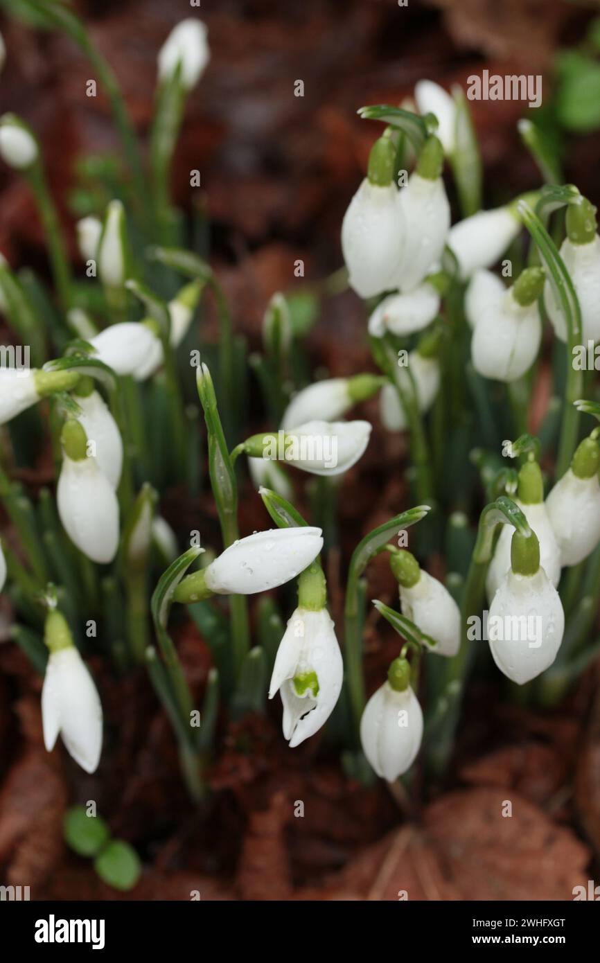 A drift of early flowering Snowdrops (Galanthus) Stock Photo