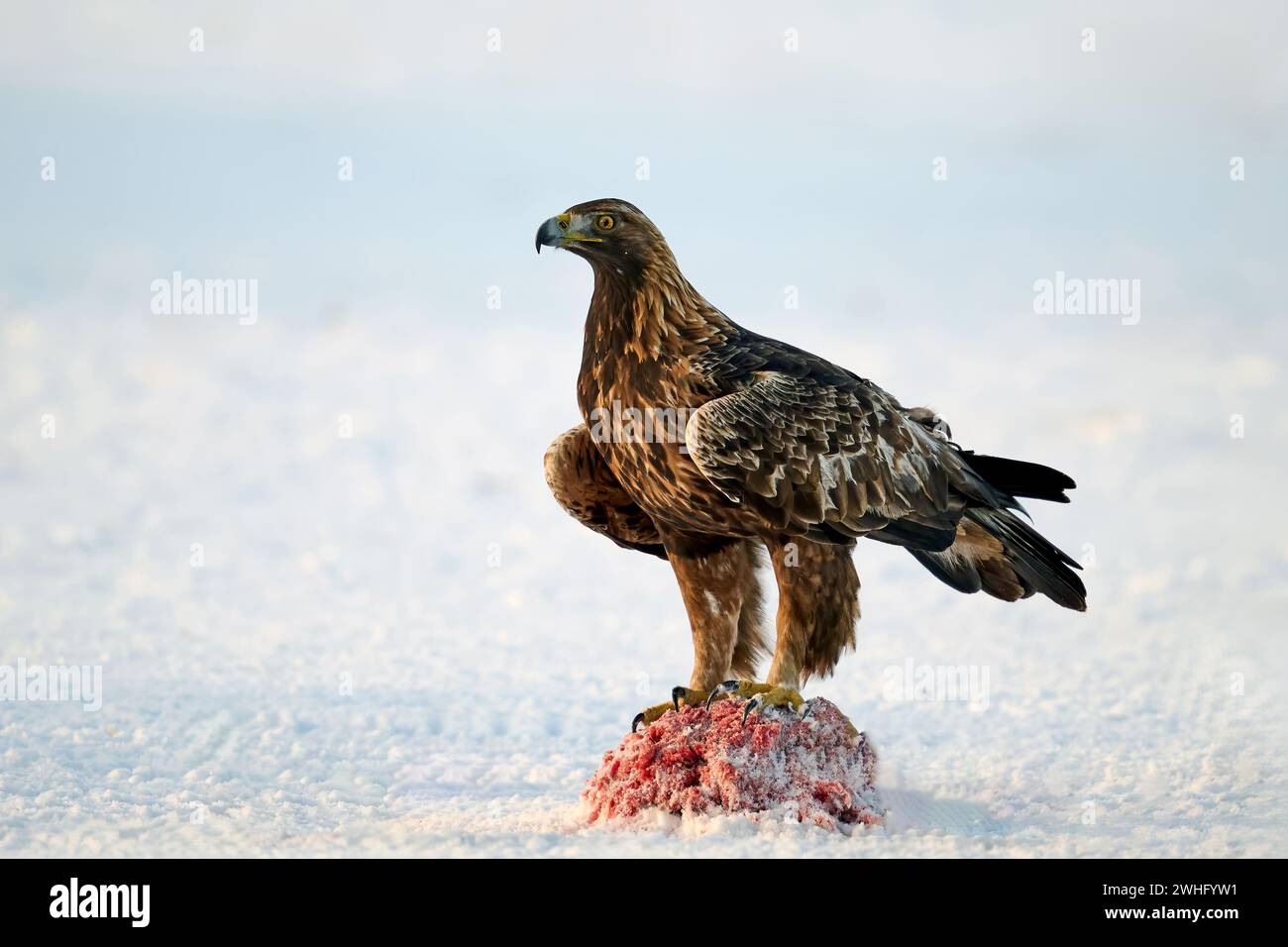Golden eagle (Aquila chrysaetos) in its natural environment Stock Photo
