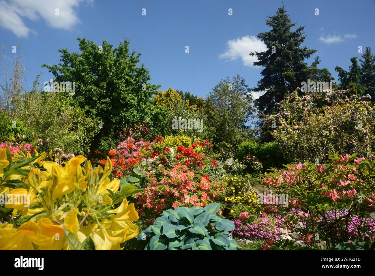Garden with Rhododendron Stock Photo