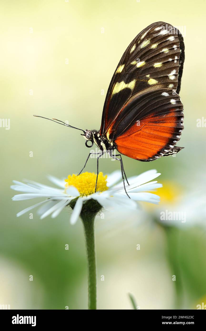 Butterfly on a daisy Stock Photo