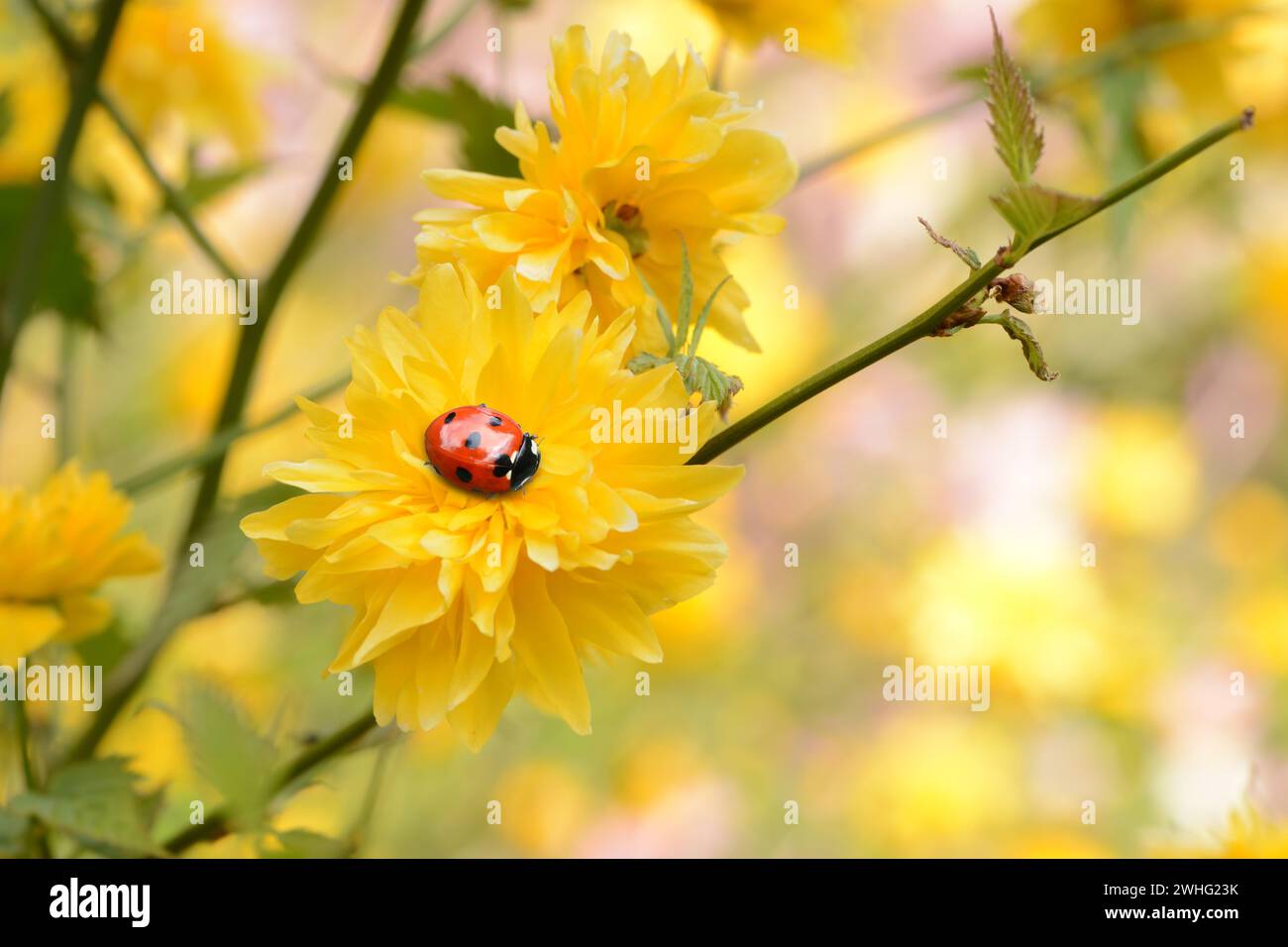 Ladybugs on kerria Stock Photo