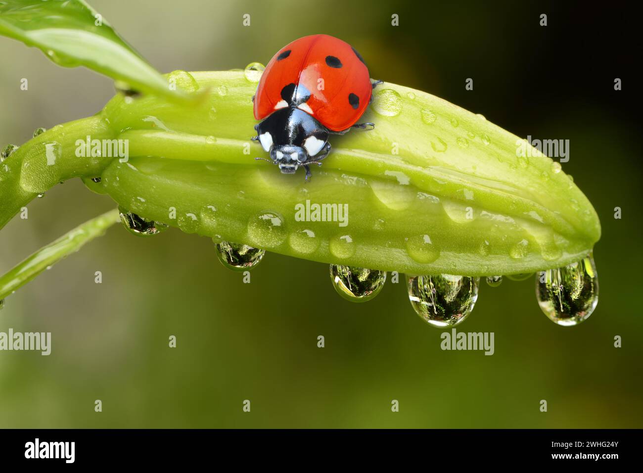 Ladybugs on bud with drops Stock Photo